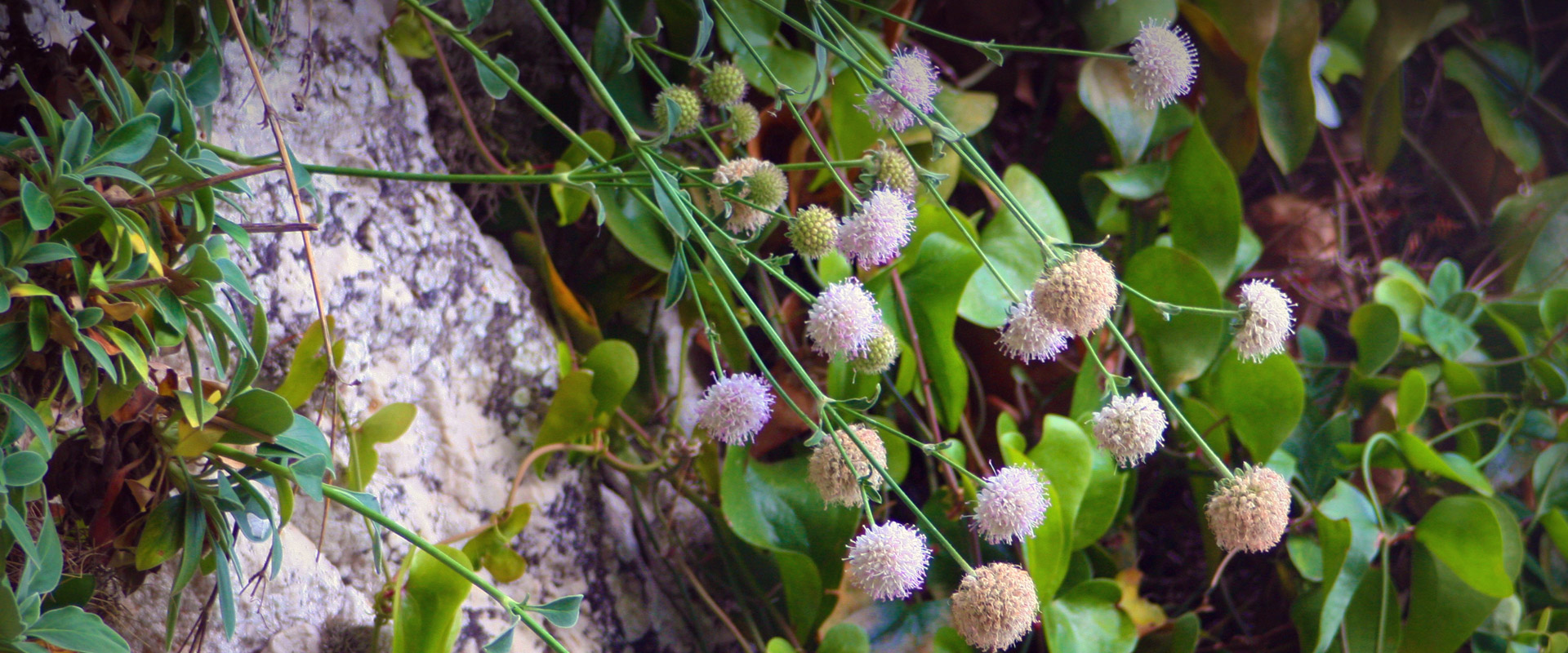 Costa Blanca endemic flora