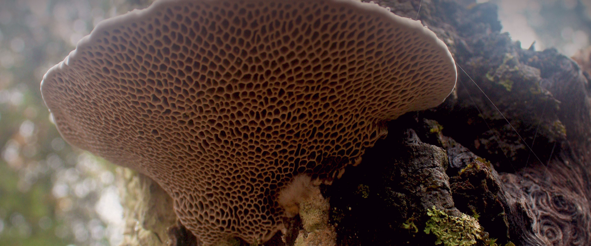 Mushroom in the Font Roja Natural Park