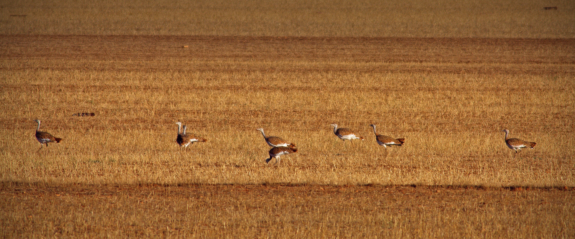 Great bustards in the steppe of La Mancha