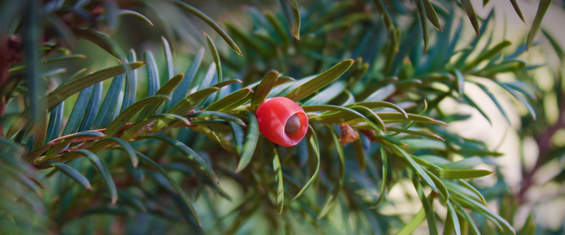 Fruit of the yew (taxus baccata)