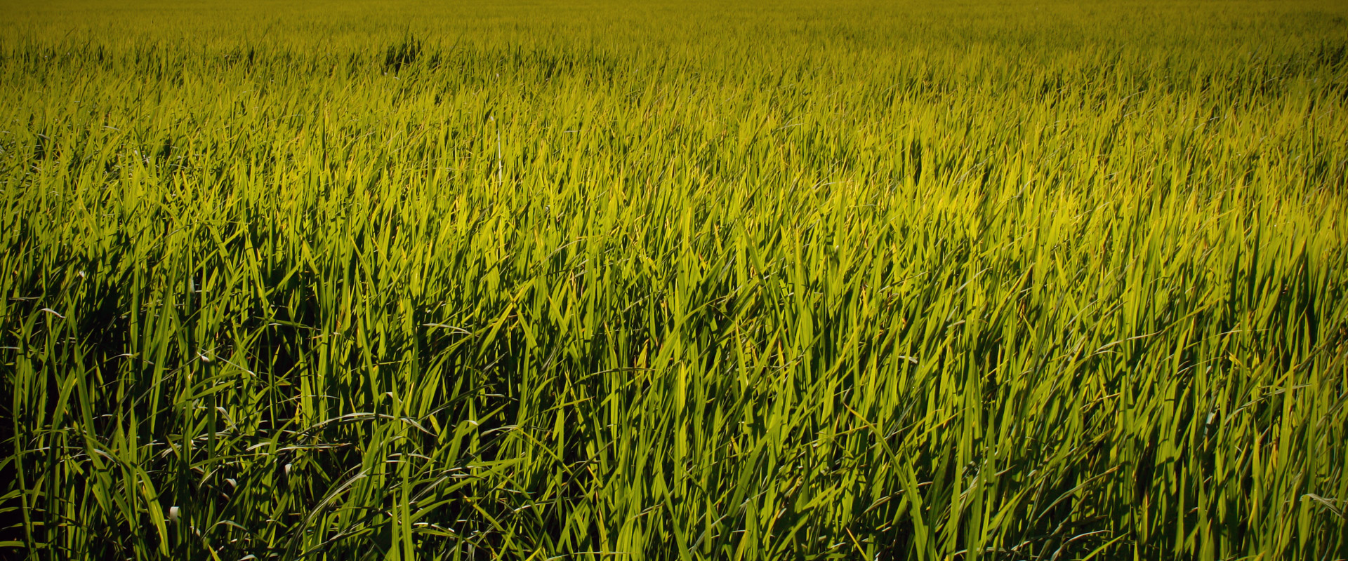 Rice field in Pego Oliva Marjal